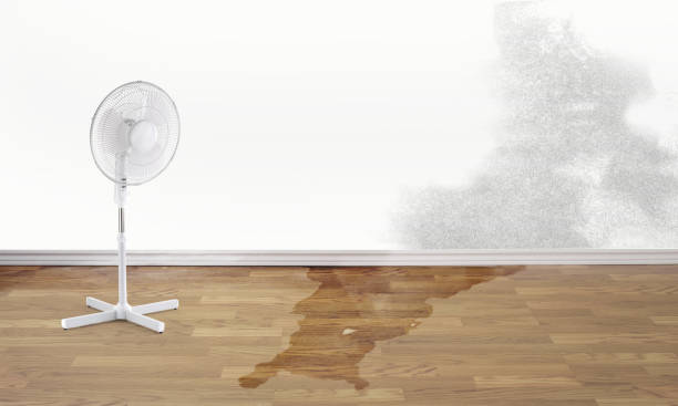 Best Water damage contractors near me  in Pine Island Center, FL